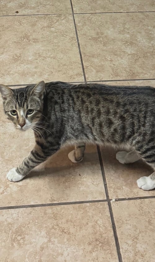 COSMO - Domestic Short Hair / Tabby available for adoption