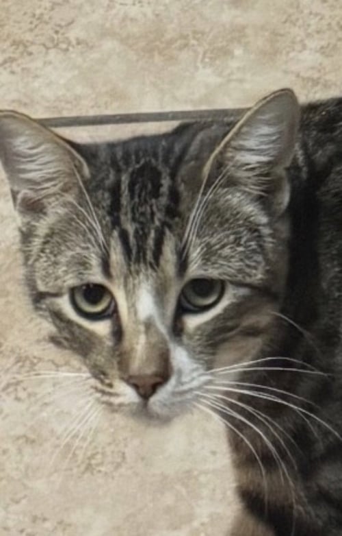COSMO - Domestic Short Hair / Tabby available for adoption