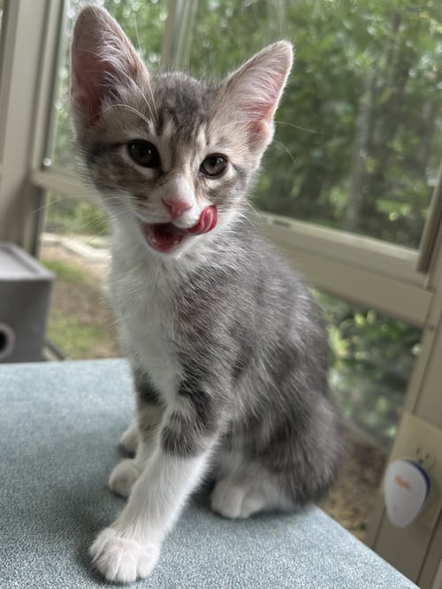 MEADOW - Tabby / Domestic Short Hair available for adoption
