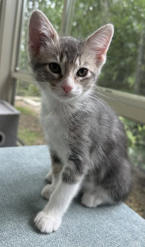 MEADOW - Tabby / Domestic Short Hair available for adoption