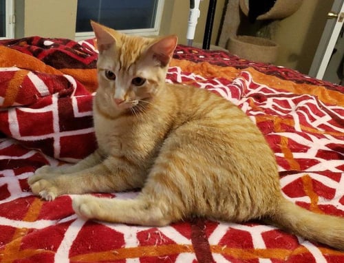 BISCUIT IV. - Tabby available for adoption