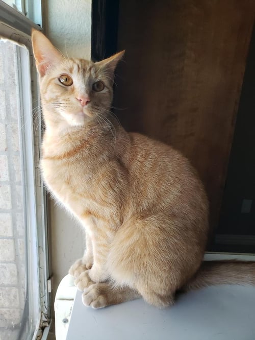 BISCUIT IV. - Tabby available for adoption