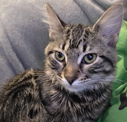 PERLA - Tabby available for adoption