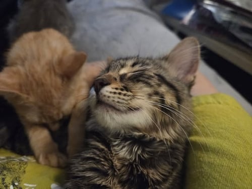 PERLA - Tabby available for adoption