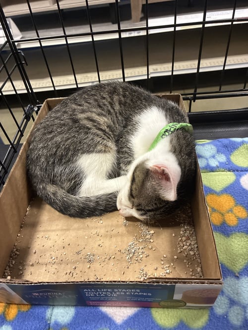 RAYITAS - Domestic Short Hair available for adoption