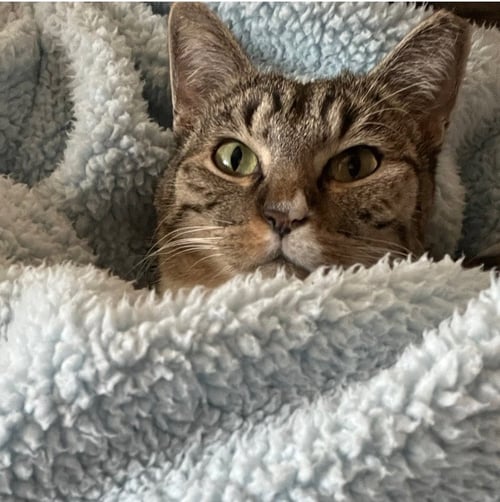 HIDEY - Tabby available for adoption
