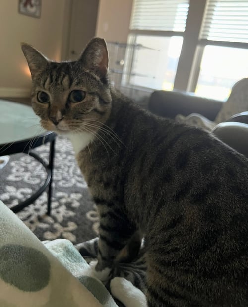 HIDEY - Tabby available for adoption