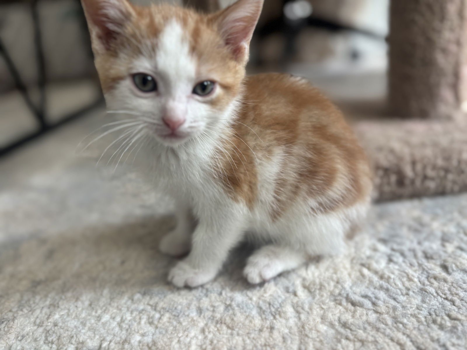 PEANUT - Domestic Short Hair / Tabby available for adoption
