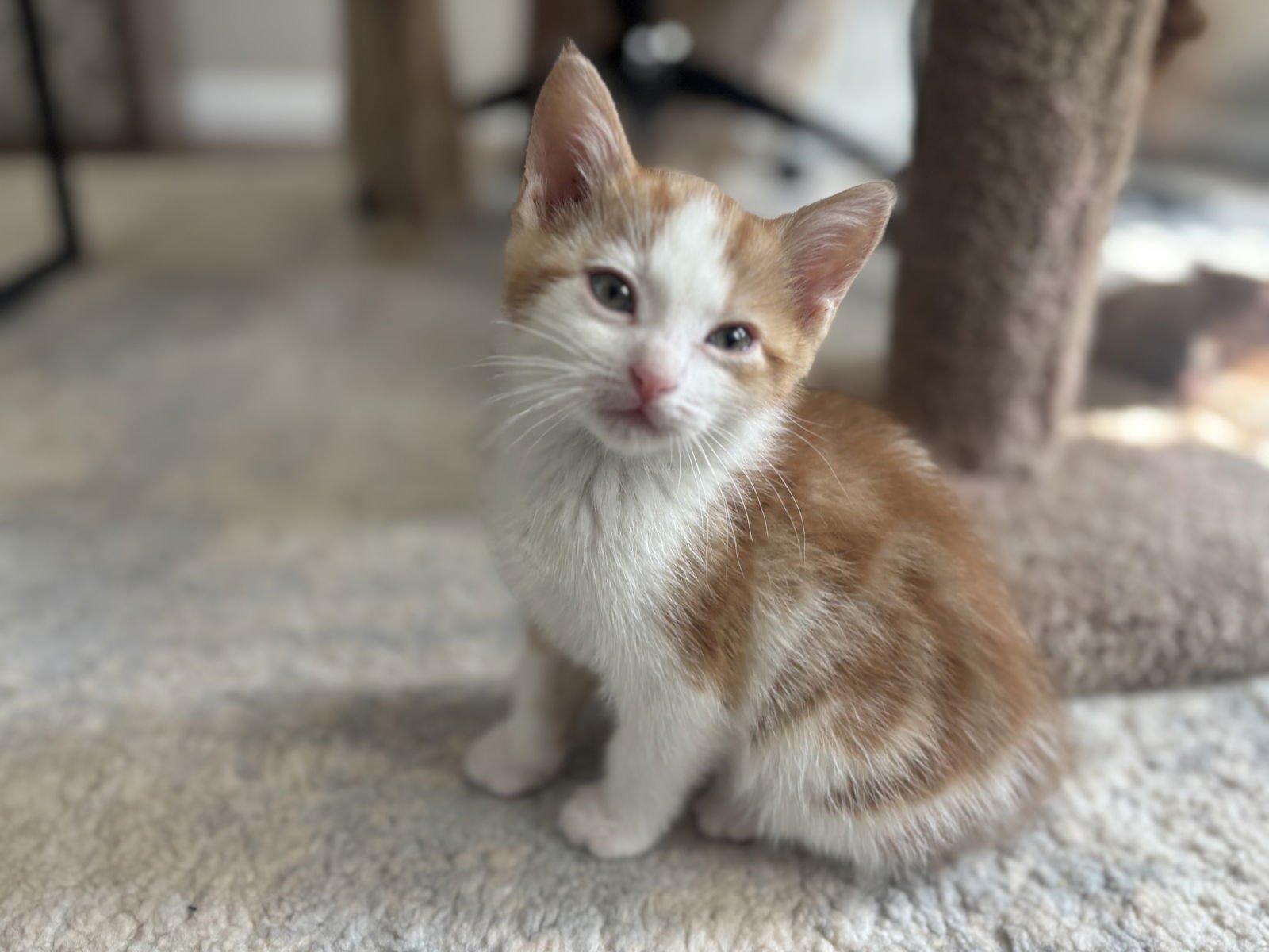 PEANUT - Domestic Short Hair / Tabby available for adoption