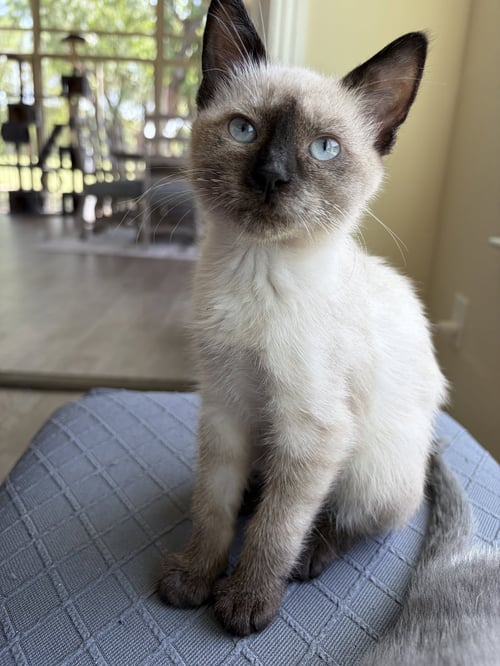 MARIAH - Siamese available for adoption