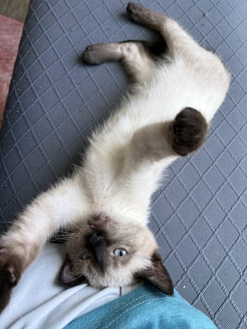MARIAH - Siamese available for adoption