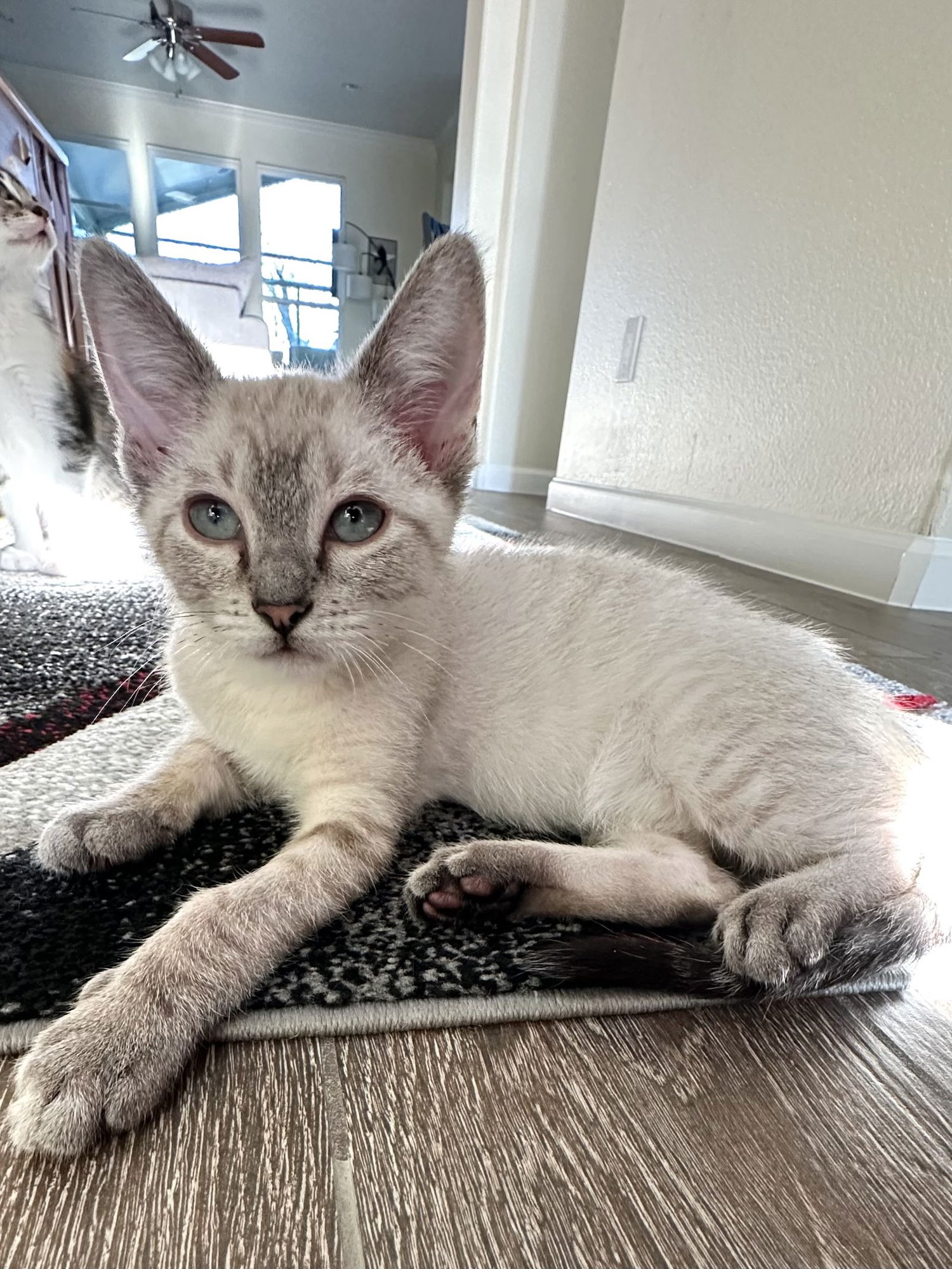 BENSON - Siamese available for adoption