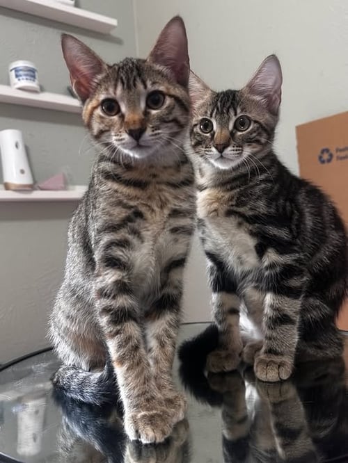 GRAYSON AND OPHELIA - Tabby available for adoption