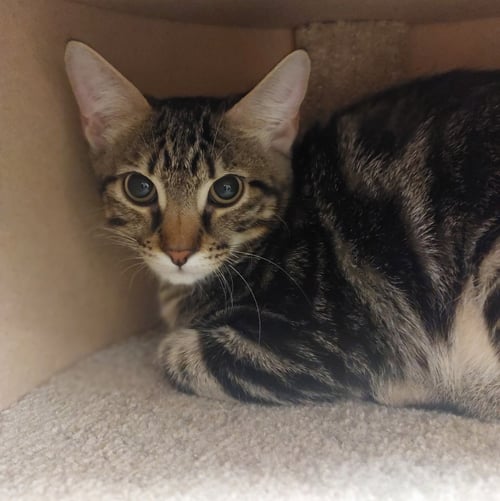 GRAYSON AND OPHELIA - Tabby available for adoption