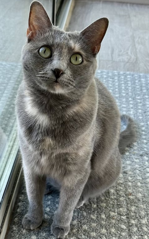 Lacey Image