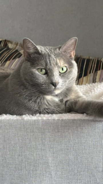 LACEY - Dilute Tortoiseshell available for adoption