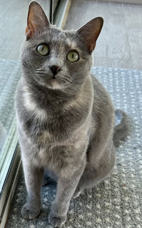 LACEY