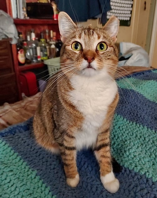 BUNNY - Domestic Short Hair available for adoption