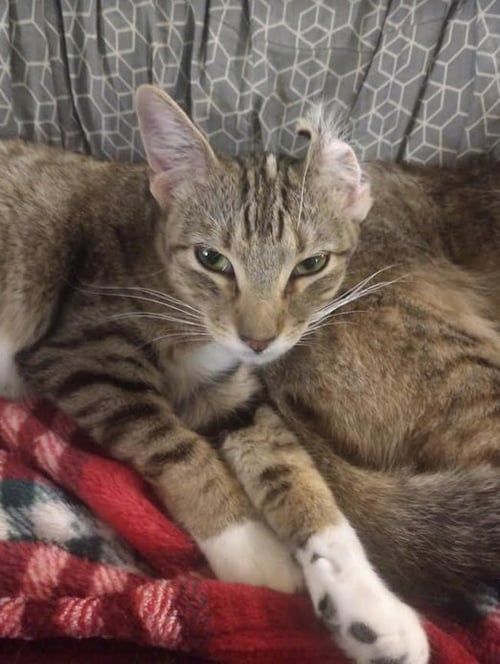 BUNNY - Domestic Short Hair available for adoption