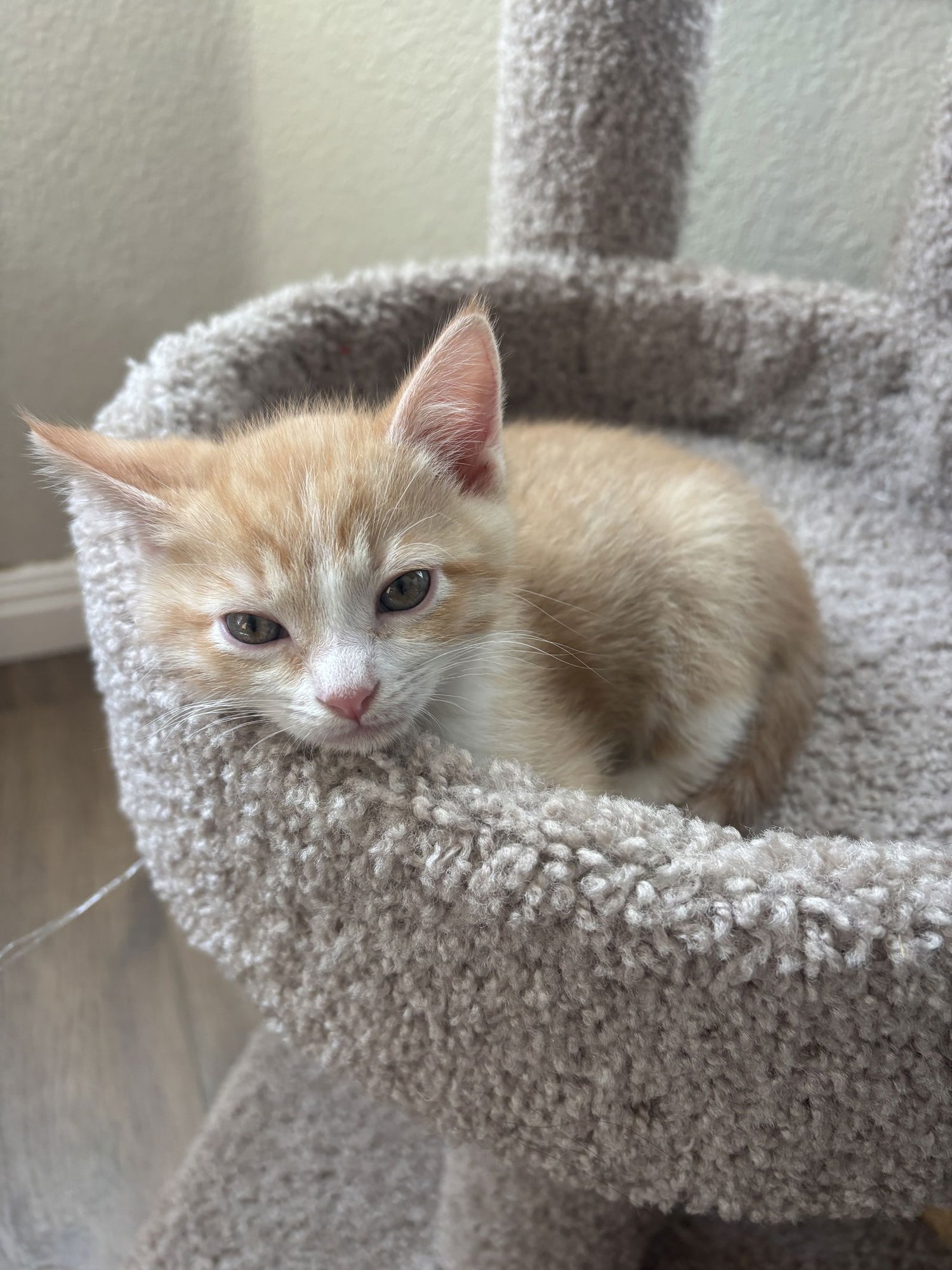 MITTENS - Domestic Short Hair / Tabby available for adoption