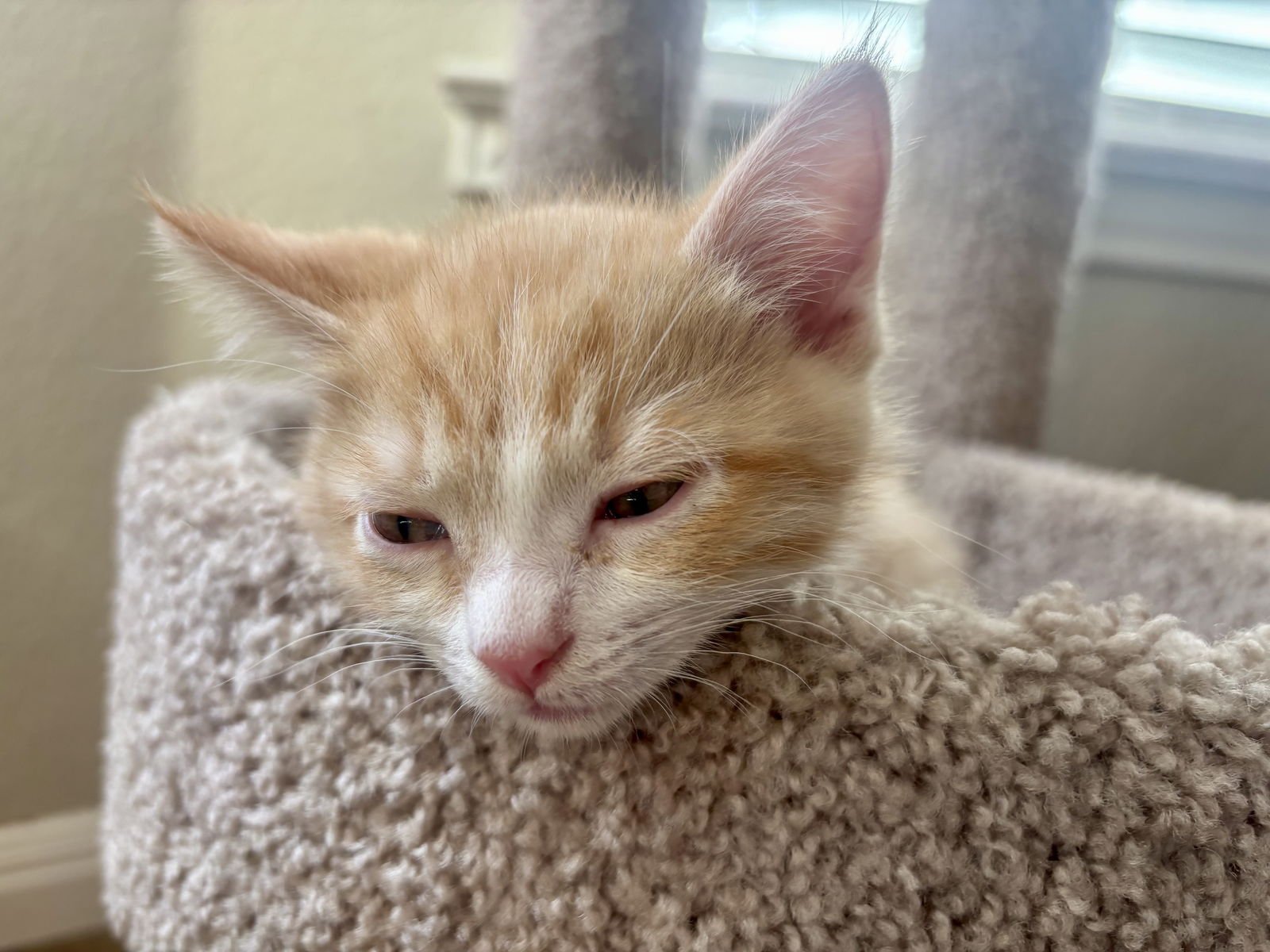 MITTENS - Domestic Short Hair / Tabby available for adoption