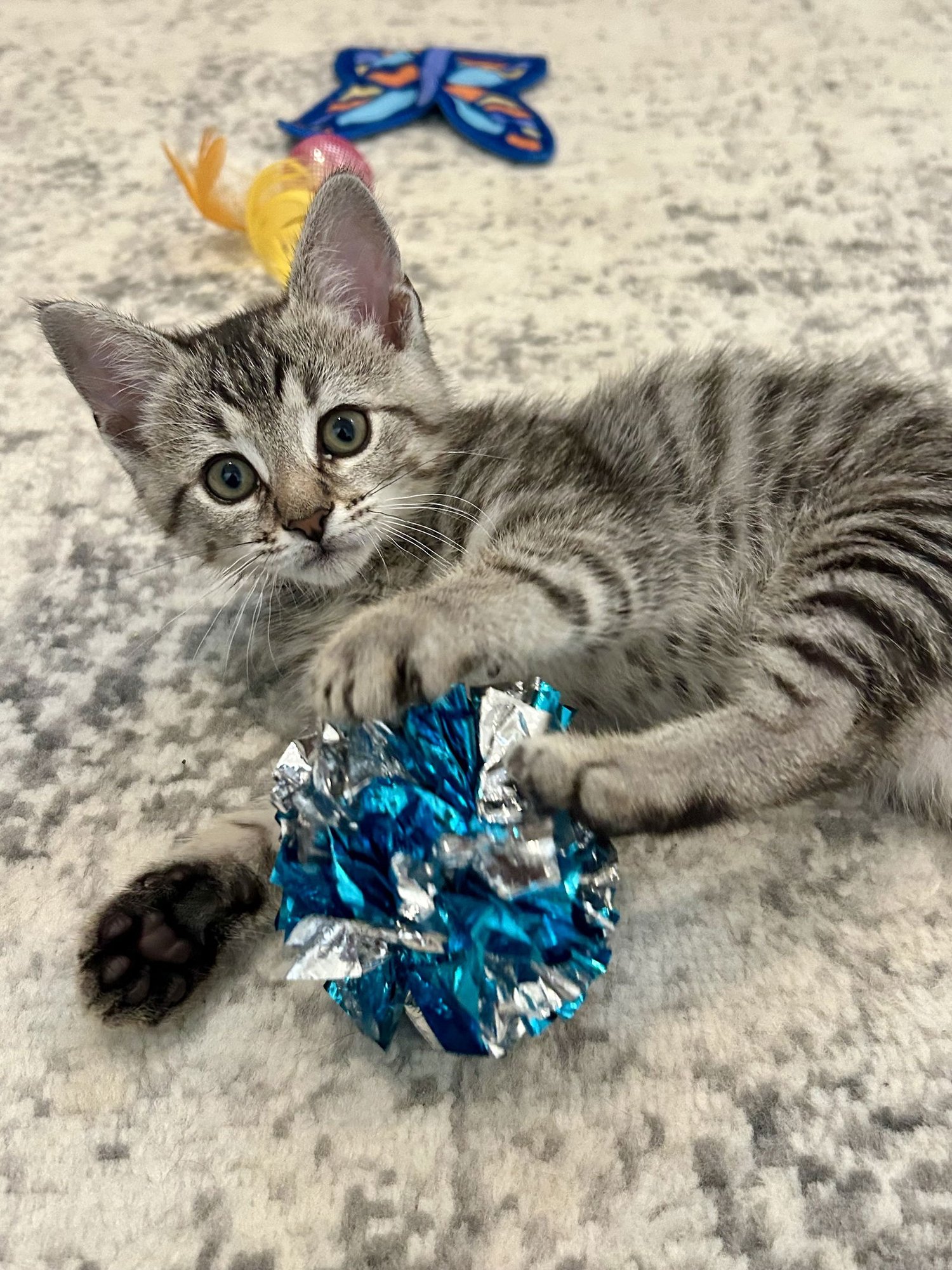 THOMASINA - Domestic Short Hair / Tabby available for adoption