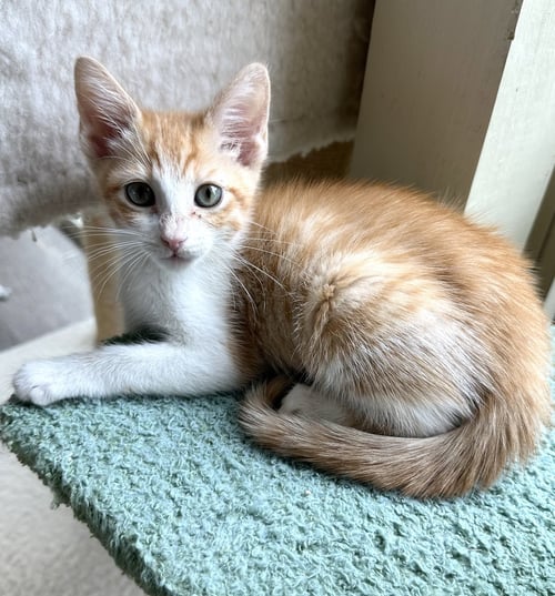 CINNAMON - Domestic Short Hair / Tabby available for adoption