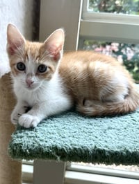 Cinnamon - Photo 2