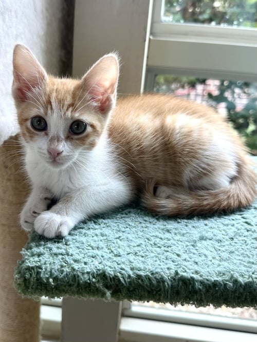 CINNAMON - Domestic Short Hair / Tabby available for adoption