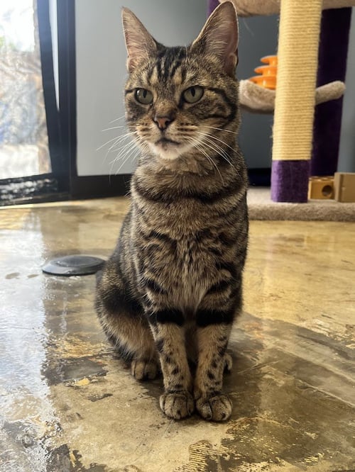 LEXI - Tabby / Domestic Short Hair available for adoption