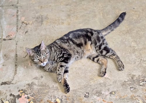 LEXI - Tabby / Domestic Short Hair available for adoption