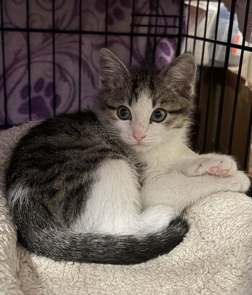 TRAVIS - Tabby available for adoption