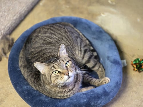 RUPERT - American Shorthair / Tabby available for adoption