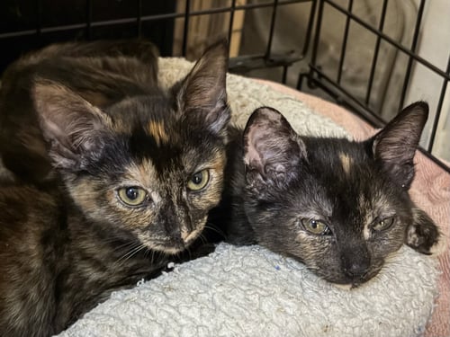 TARA - Tortoiseshell available for adoption