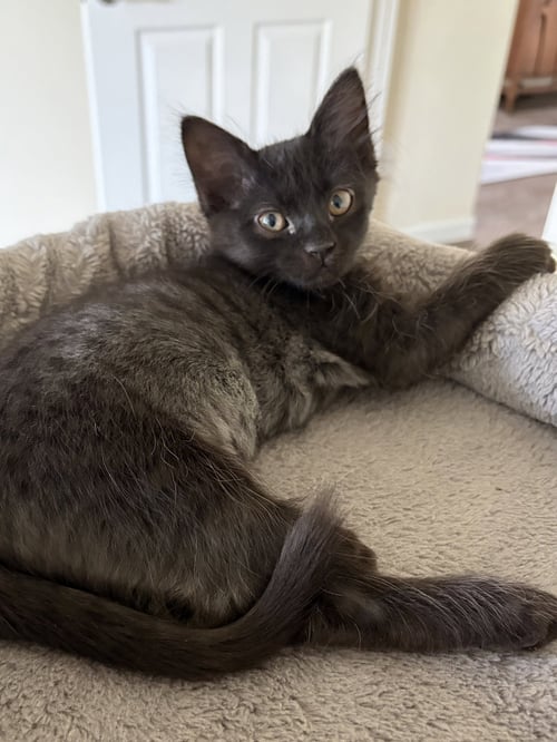 ANNA - Domestic Medium Hair available for adoption