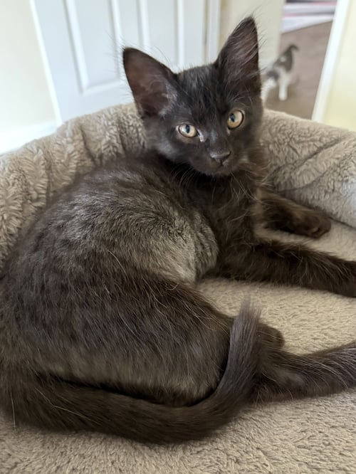 ANNA - Domestic Medium Hair available for adoption