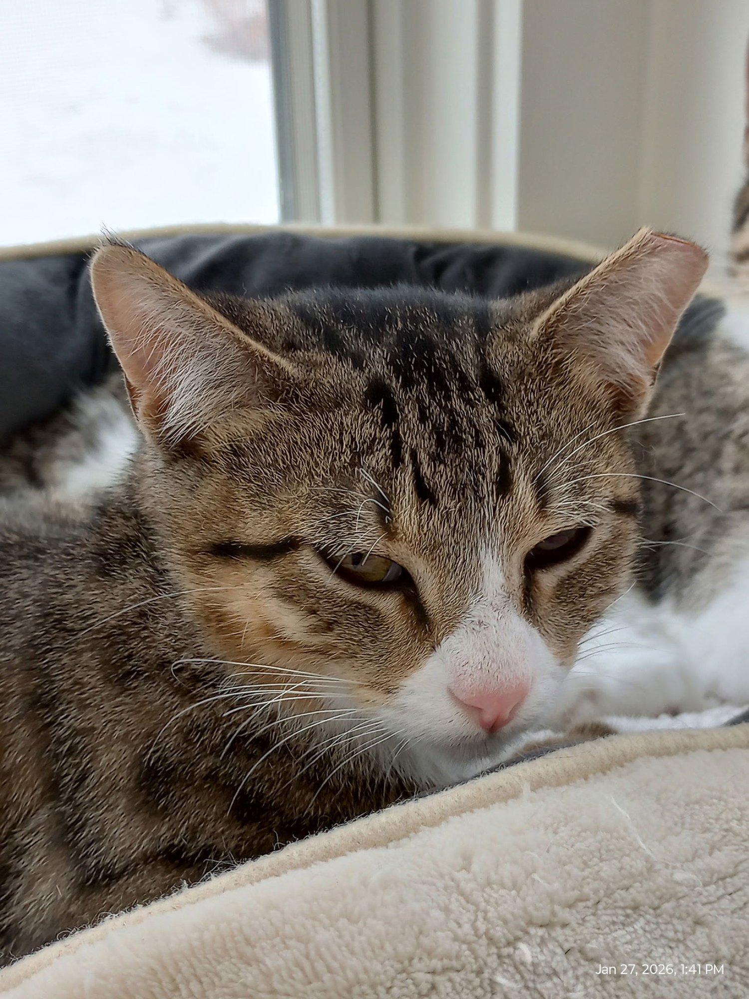 JOBIE - Domestic Short Hair / Tabby available for adoption