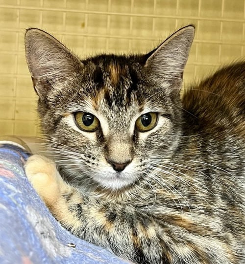 ANNIE S. - Torbie available for adoption