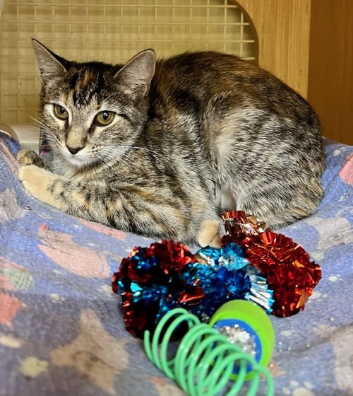 ANNIE S. - Torbie available for adoption