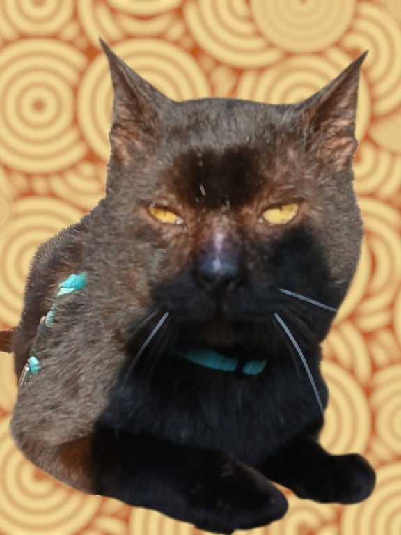 Brownie Image