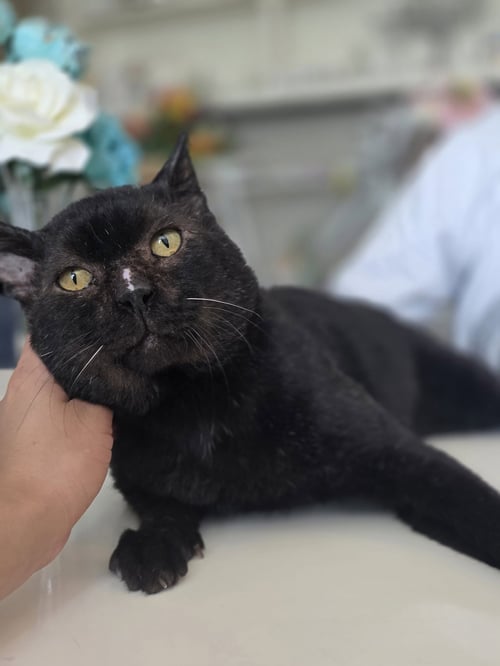 BROWNIE - Domestic Short Hair available for adoption