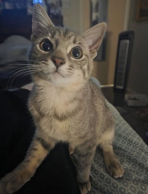 LOKI - Tabby available for adoption