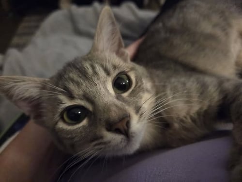 LOKI - Tabby available for adoption