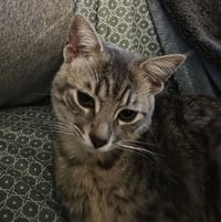 Loki - Photo 3