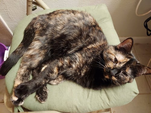 GRETCHEN W - Tortoiseshell for adoption in McKinney