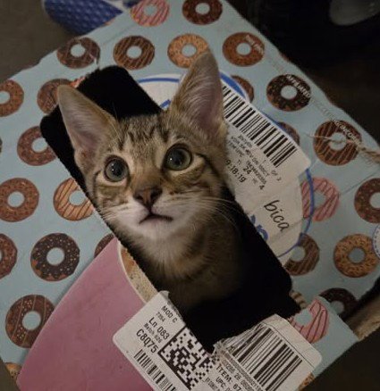 PEQUE - Tabby available for adoption