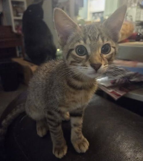PEQUE - Tabby available for adoption