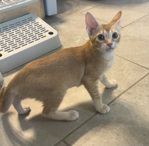 CHEEZIT - Domestic Short Hair available for adoption