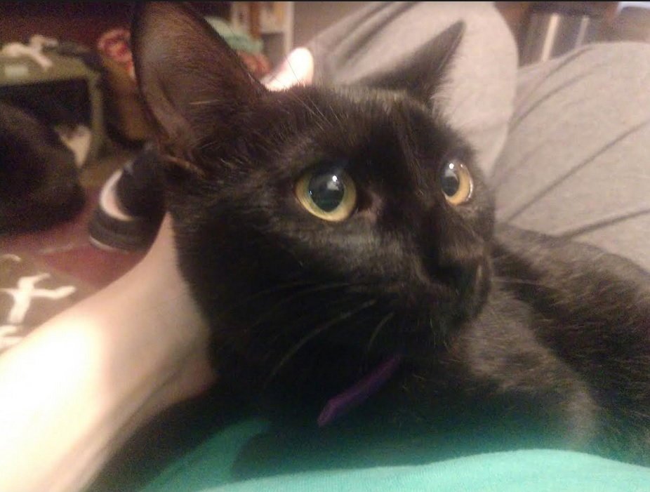Kaylee. Image