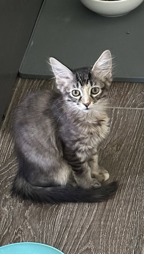 INOVA - Torbie / Tabby for adoption in McKinney